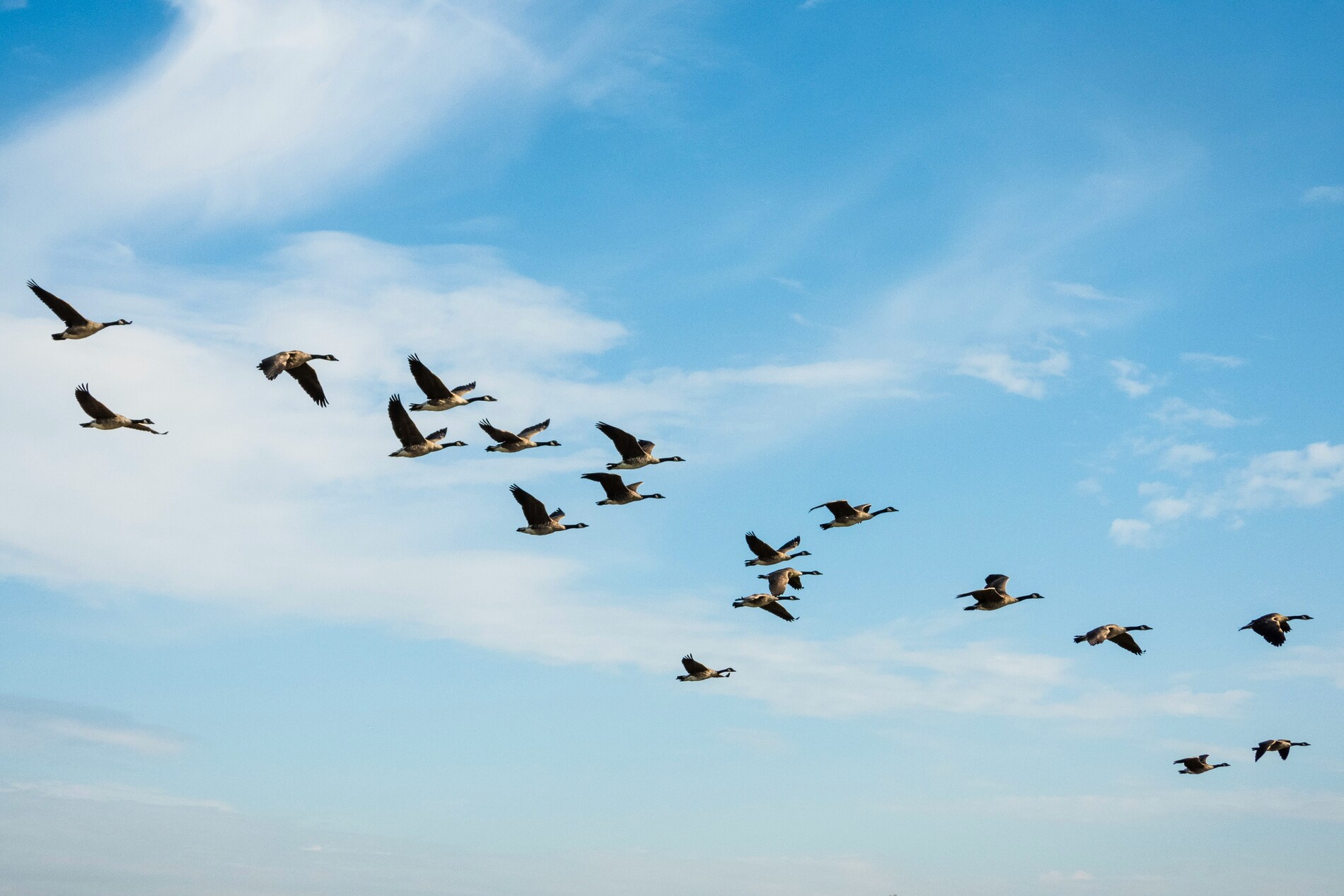 Fauna migratoria